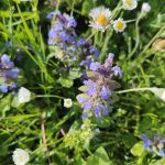 Bugle rampant 1
