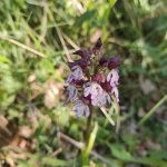 Orchis pourpre 2