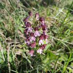 Orchis pourpre 3