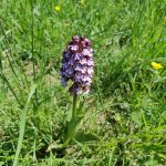 Orchis pourpre 4