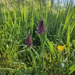 Orchis pyramidal 1