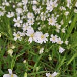 Stellaire 1